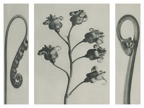 Polypedium vulgare - Karl Blossfeldt