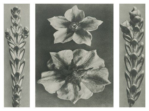 Thujopsis dolabrata - Karl Blossfeldt
