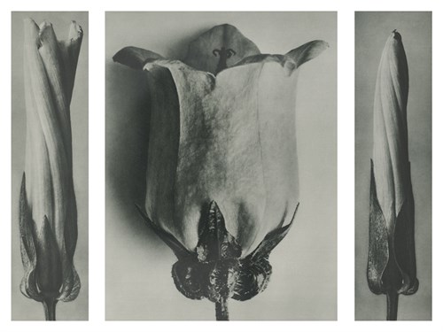 Convolvulus Sepium - Karl Blossfeldt