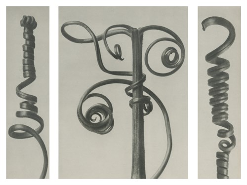 Cucurbita - Karl Blossfeldt