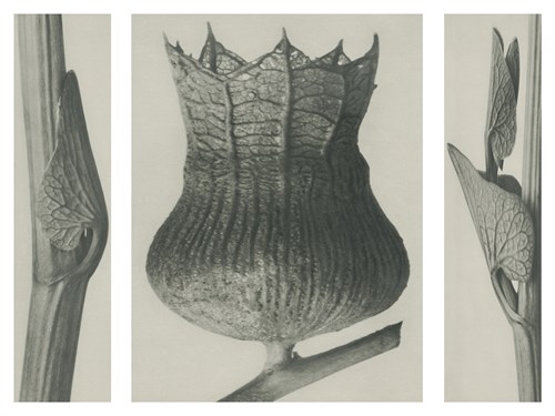 Aristolochia clematitis - Karl Blossfeldt