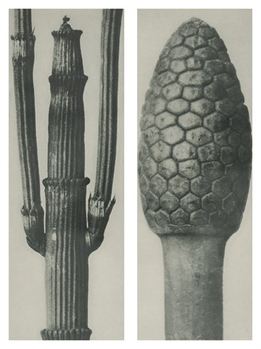 Equisetum arvense - Karl Blossfeldt
