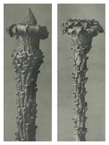 Picea excelsa - Karl Blossfeldt