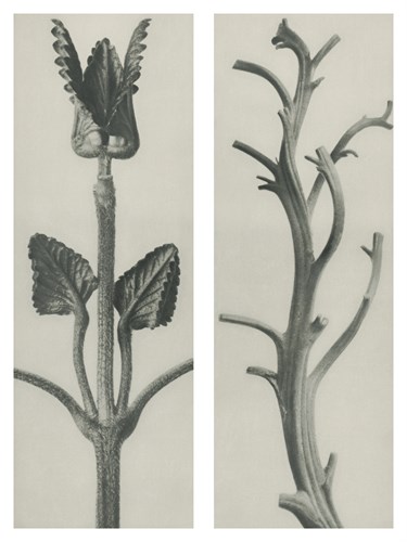 Stachis grandiflora - Karl Blossfeldt