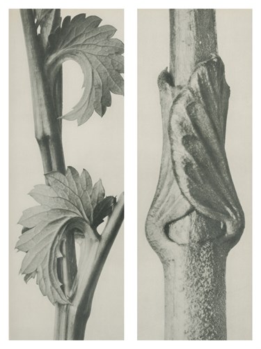 Sanguisorba canadensis - Karl Blossfeldt