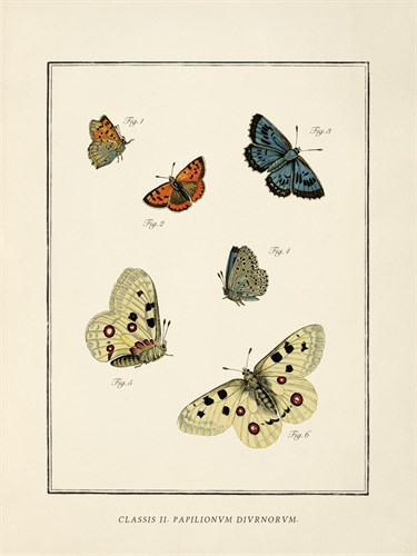 Papilio Coetus - The Vintage Collection