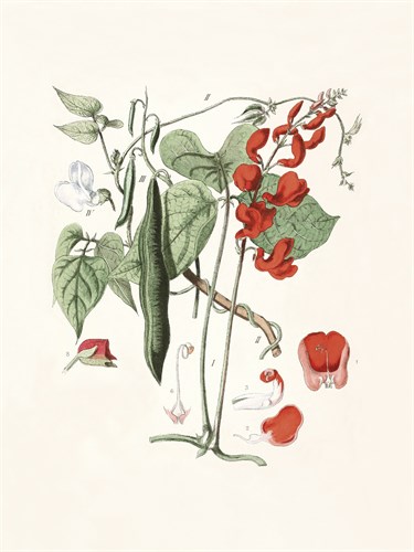 Lathyrus Odoratus Rubrum - The Vintage Collection