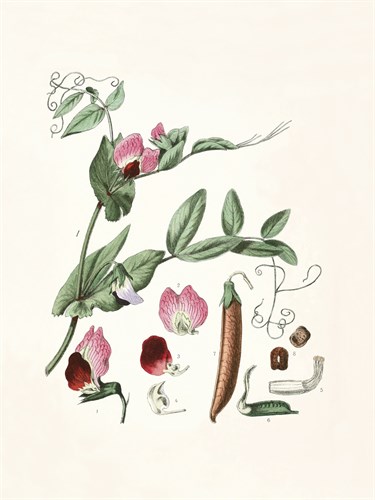 Lathyrus Odoratus Rosea - The Vintage Collection