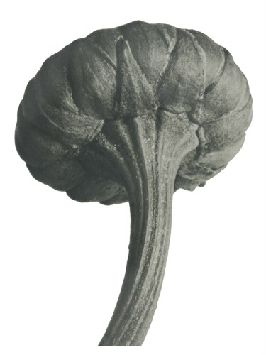 Cassiope Tetragona - Karl Blossfeldt