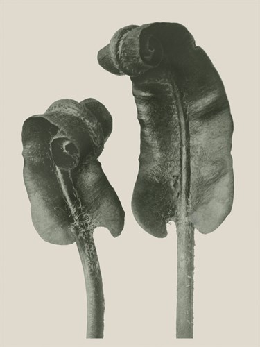 Scolopendrium Vulgare - Karl Blossfeldt