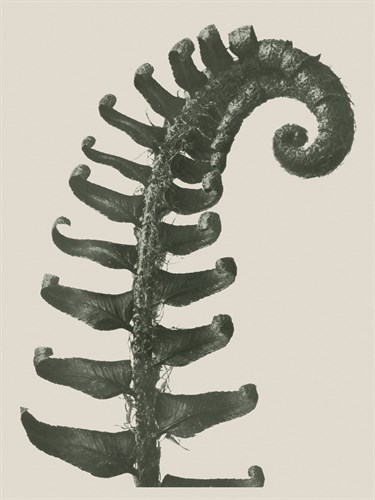 Polystichum Munitum - Karl Blossfeldt