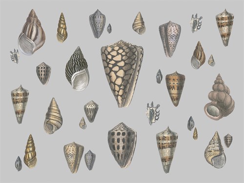 Selection of Shells Compendium - Maria Mendez