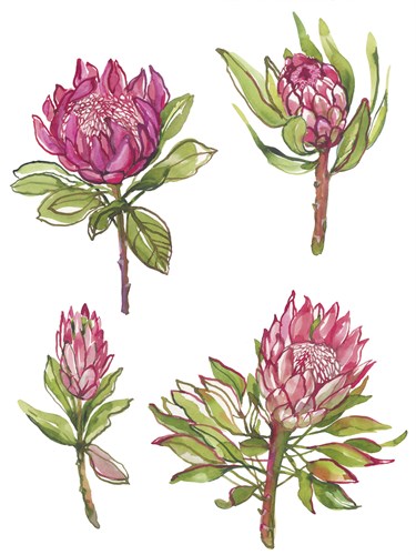 Protea Quartet - Sandra Jacobs