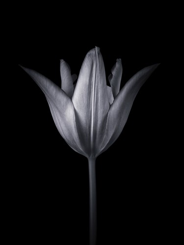 Tulip Tango - Solo - Assaf Frank