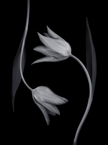 Tulip Tango - Duet - Assaf Frank
