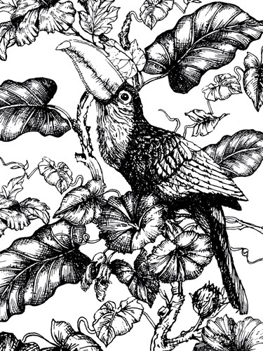 Toco Toucan - Loft Studio