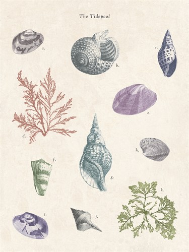 The Tidepool - The Vintage Collection