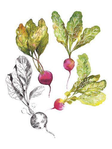 Table Harvest - Radishes - Loft Studio