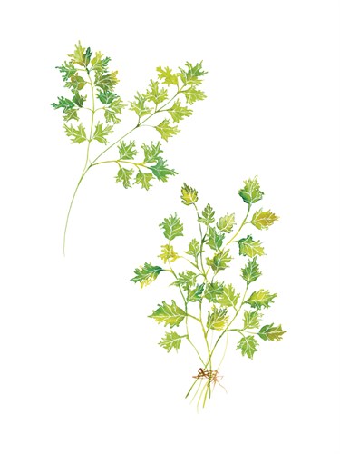Table Harvest - Parsley - Loft Studio
