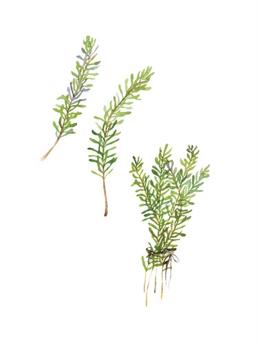 Table Harvest - Rosemary - Loft Studio
