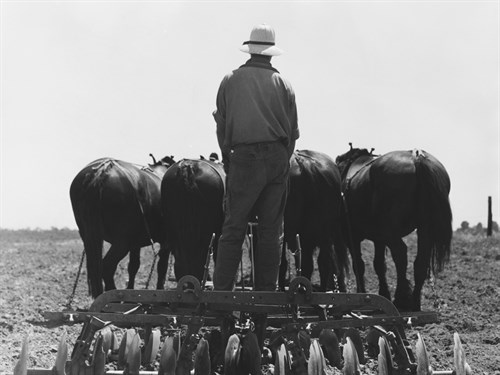 Corn Fields in California - Dorothea Lange
