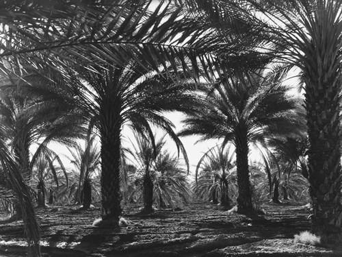 Date Palms, Coachella Valley, California - Dorothea Lange