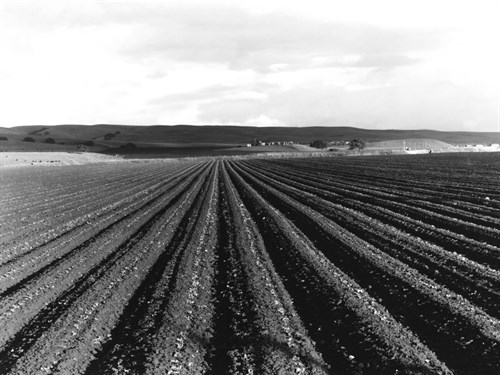 Pea Fields Near San Juan Bautista, California - Dorothea Lange