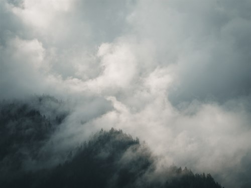 Forest Isolation - Florian Schleinig