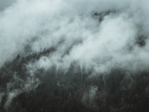 Forest Hidden - Florian Schleinig