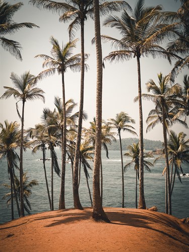 Palm Chorus - Florian Schleinig