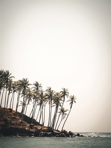 Palm Shores - Florian Schleinig