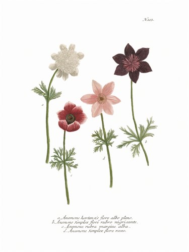 Anemone - Maria Mendez