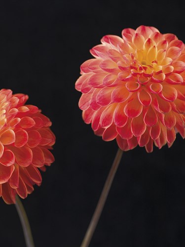 Dazzling Dahlias - Assaf Frank
