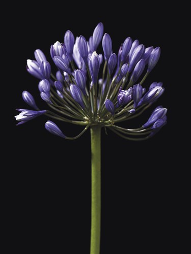 Luscious Lily - Assaf Frank