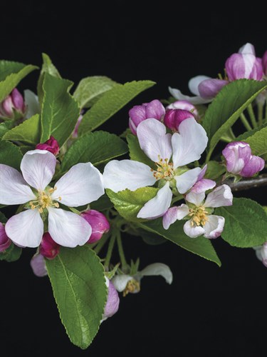 Apple Blossom Time - Assaf Frank