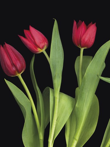Trio of Tulips - Assaf Frank