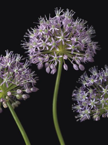 Airy Alliums - Assaf Frank