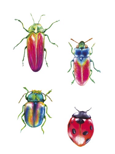 Bug Quartet - Larisa Hernandez