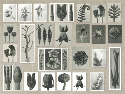 Plant Pictorial - Karl Blossfeldt