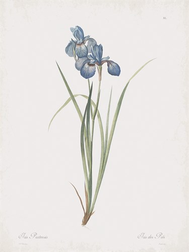 Iris Pratensis - Pierre Joseph Redoute