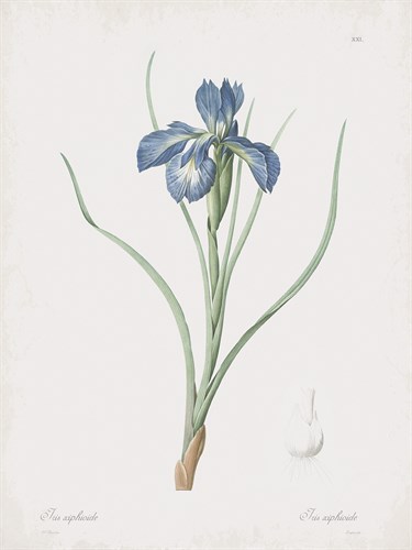 Iris Xiphioides - Pierre Joseph Redoute