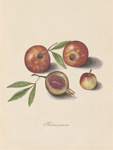 Malum Punicum - Elias Verhulst