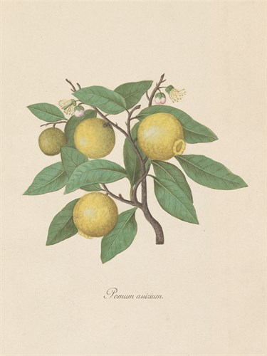 Pomum Assirium - Elias Verhulst