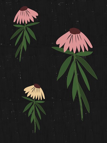Echinacea Blackboard - Lisa Stickley
