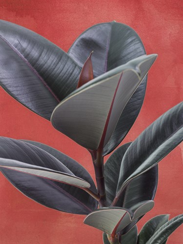 Desert Plant - Suri - Assaf Frank