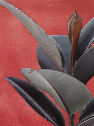 Desert Plant - Zey - Assaf Frank