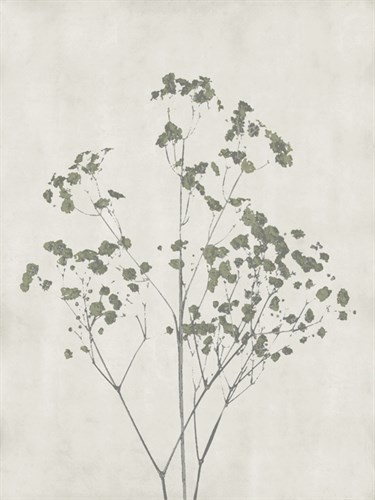 Floral Wild - Gypsophila - Collezione Botanica