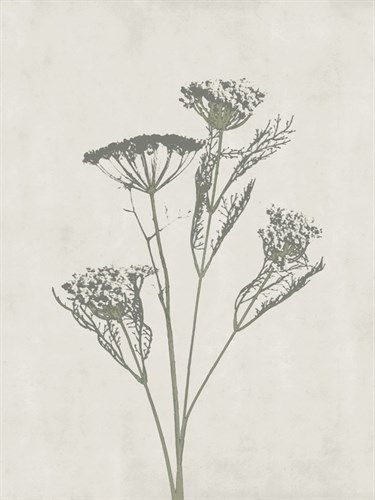 Floral Wild - Dill - Collezione Botanica