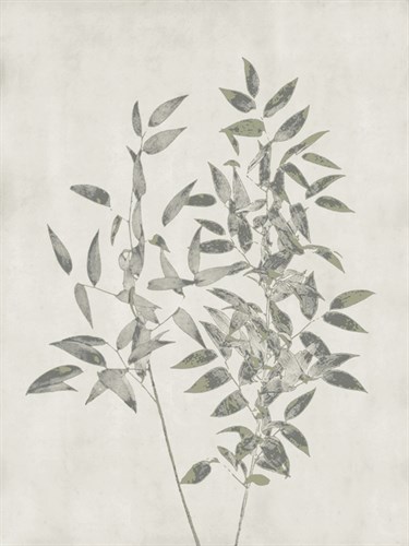 Floral Wild - Ruscus - Collezione Botanica