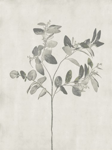 Floral Wild - Eucalyptus - Collezione Botanica